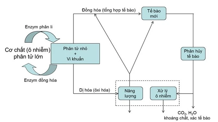 phan-huy-hieu-khi
